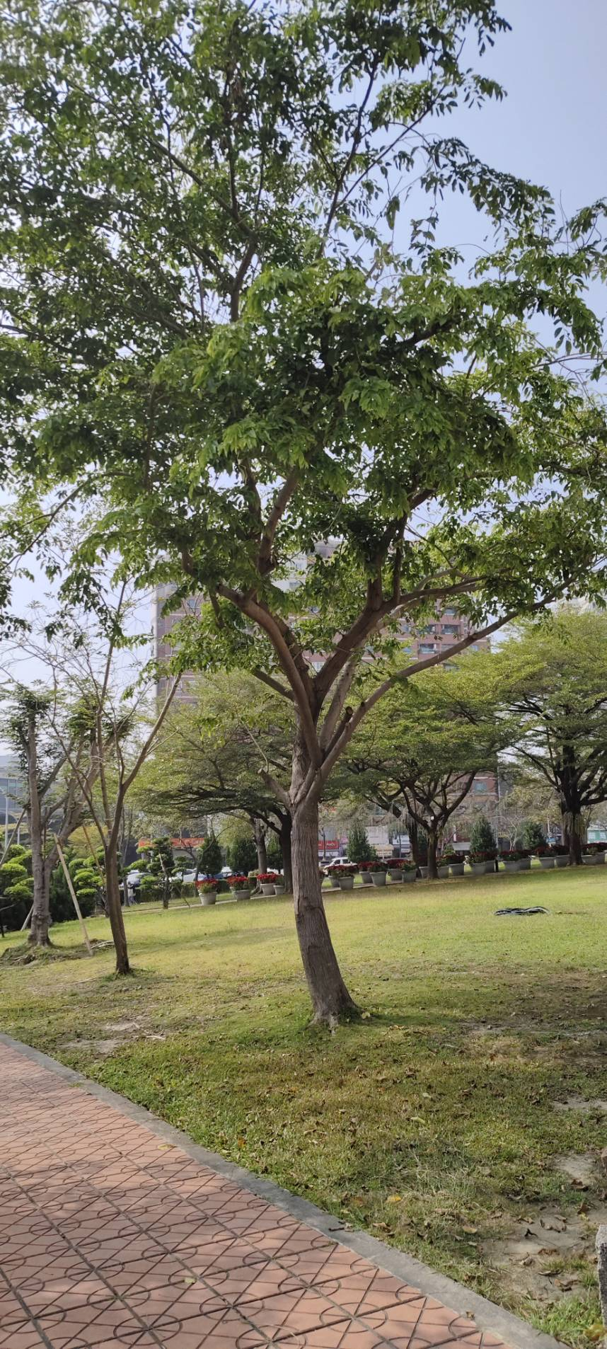 1.印度紫檀
