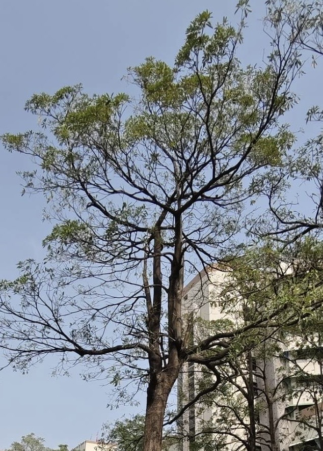 5.黑板樹