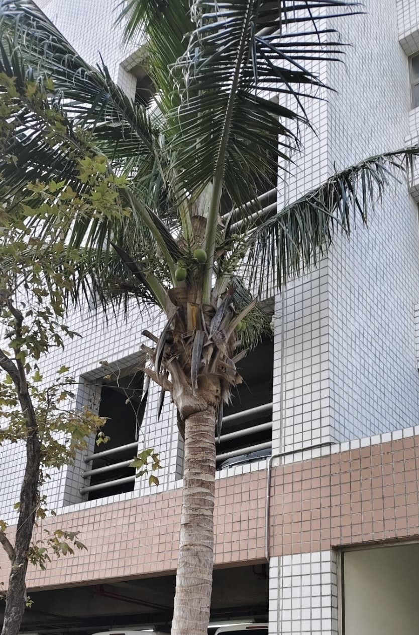 7.普通椰子