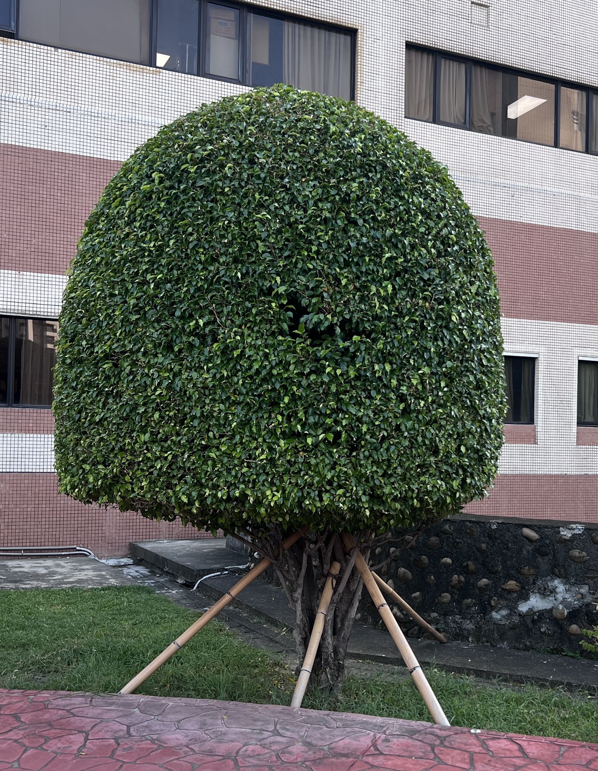 12.榕樹