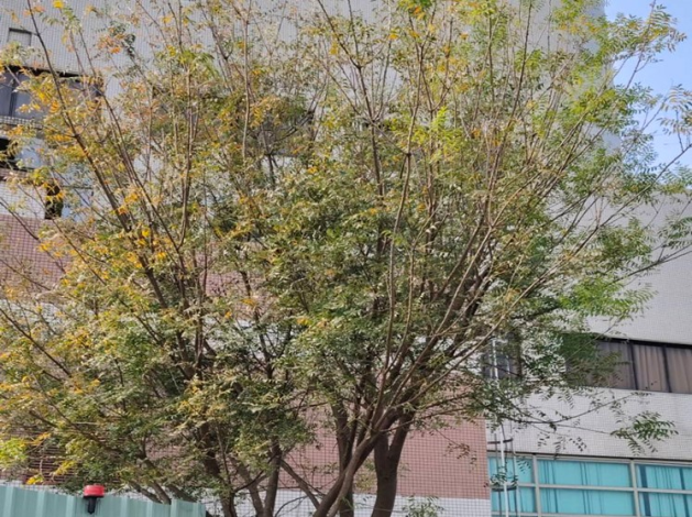 21.黃連木