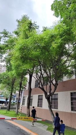  27.台灣欒木