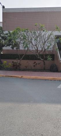 29.雞蛋花