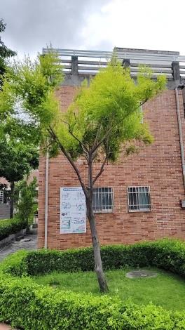 30.黃金串錢柳
