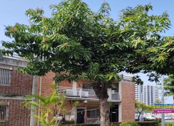 31.芒果樹