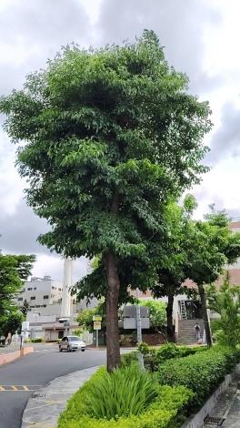 32.馬尼拉欖仁