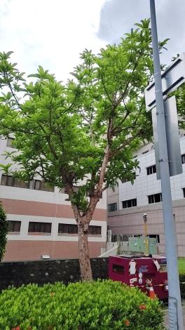 33.第倫桃