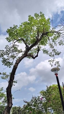 36.紅花風鈴木