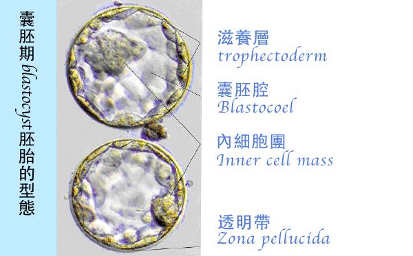 囊胚期胚胎的型態